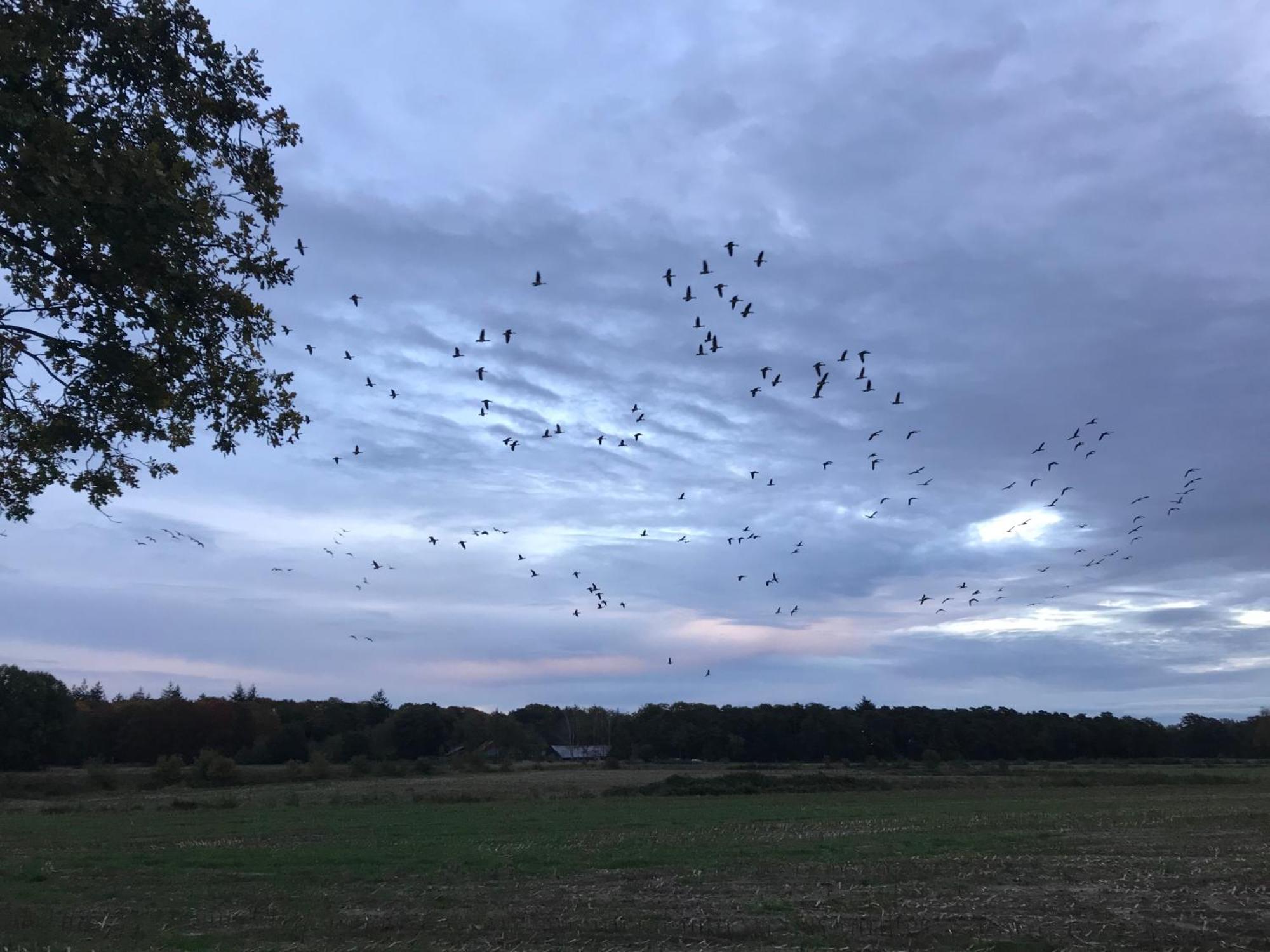 Vakantiehuis Appelvink, Toplocatie In Bosrijke Omgeving Oisterwijk Exteriör bild